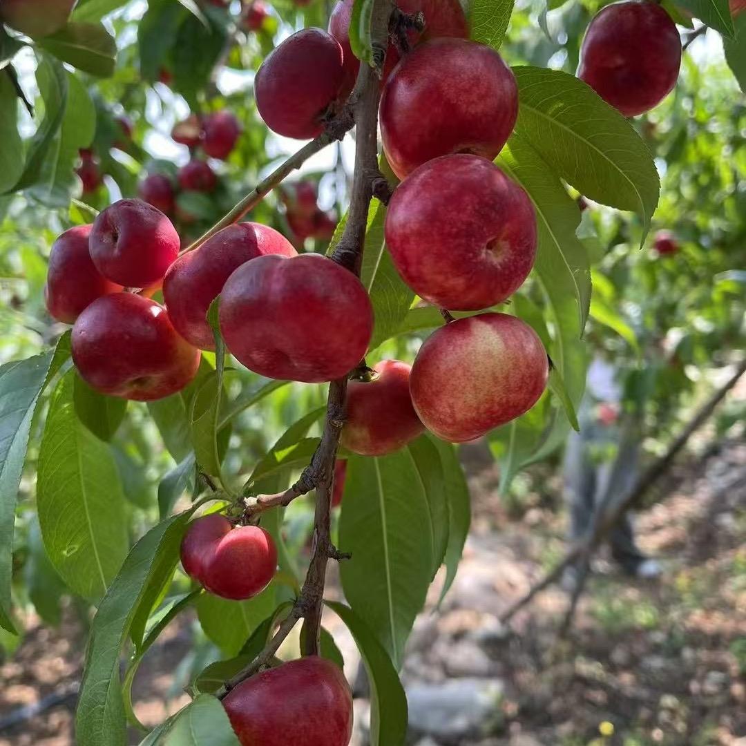 叫我水果小达人～🍑