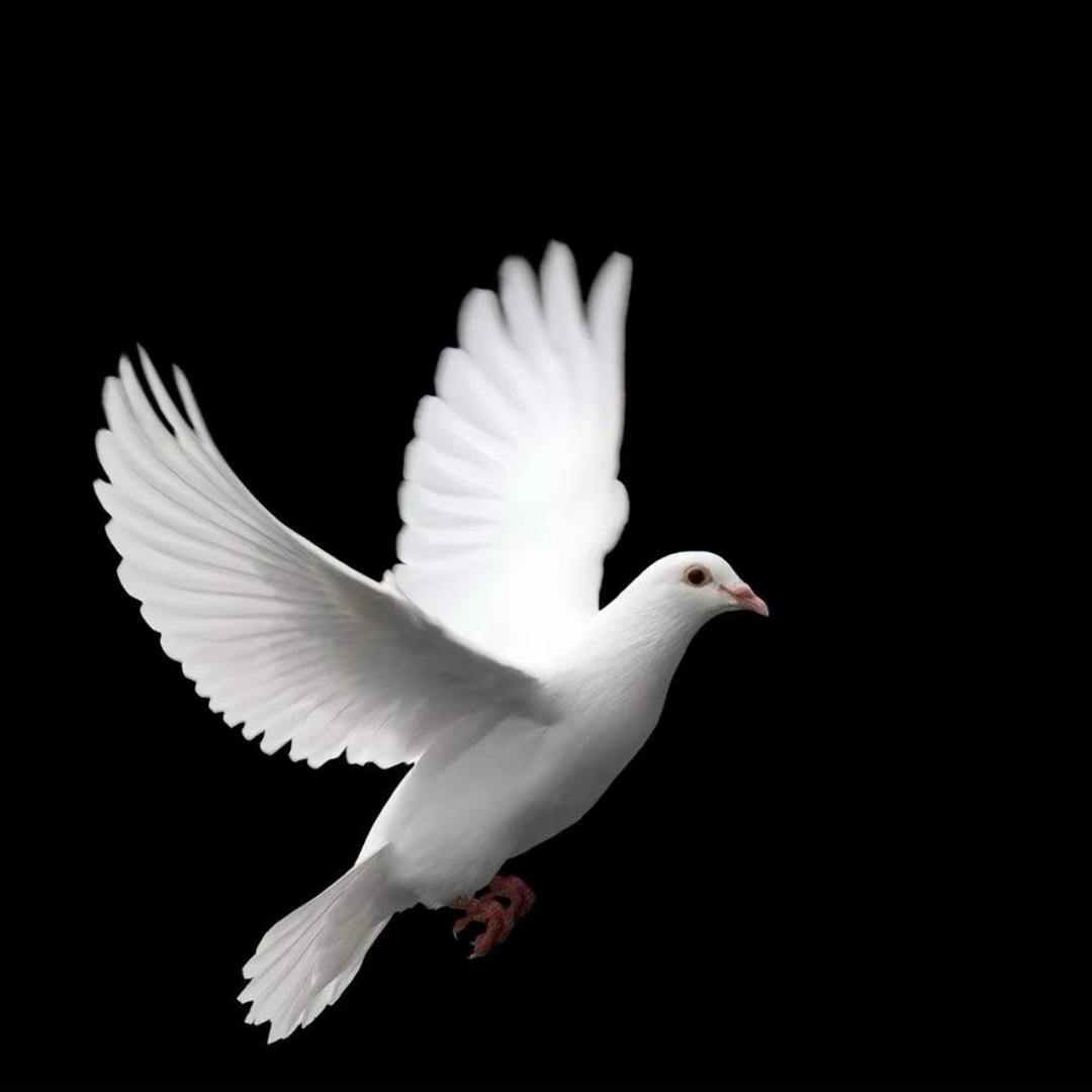 天津市林颖飞鸽科技骑行