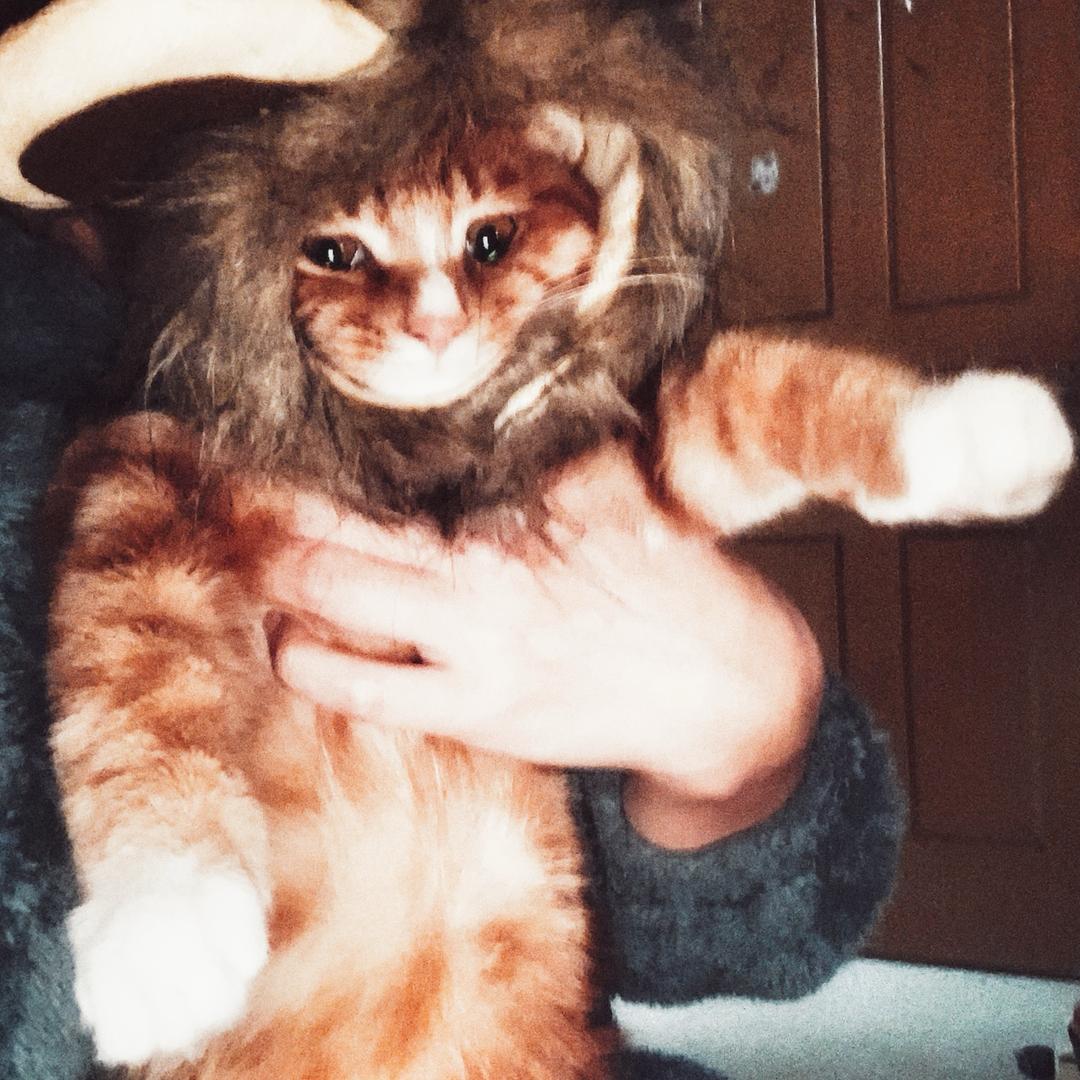 猪比