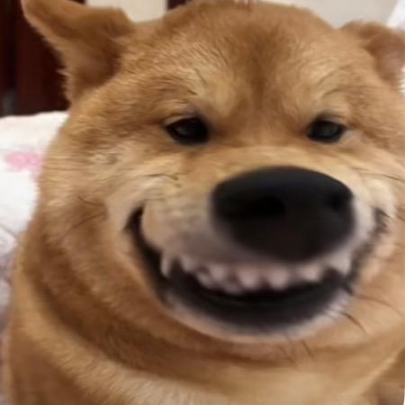 🎊快乐小狗