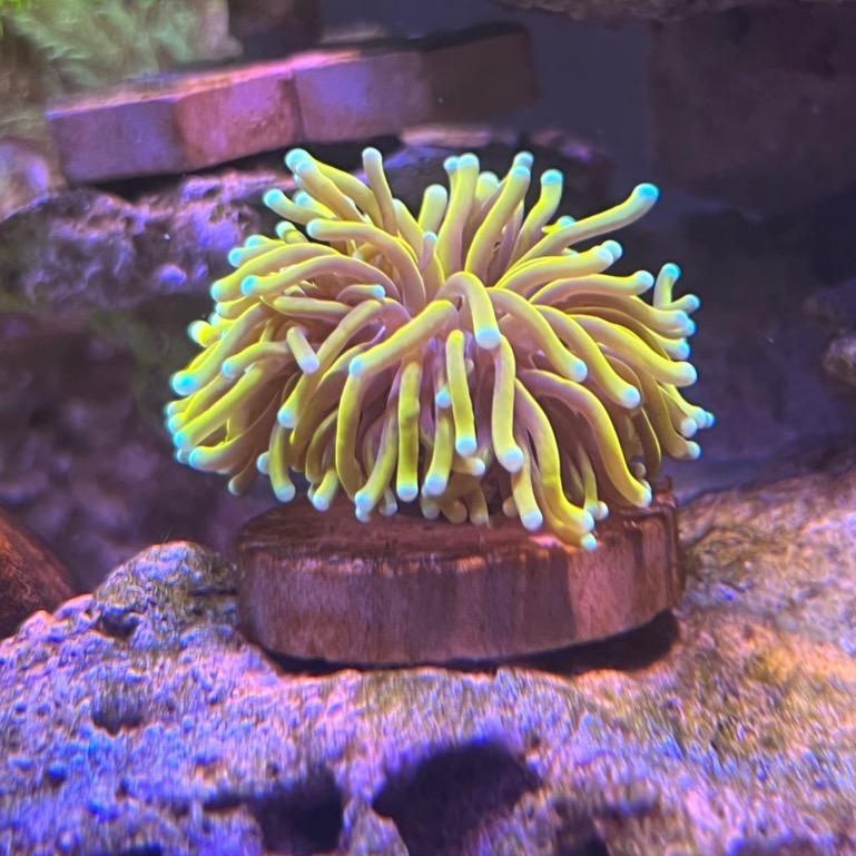 萝卜海水