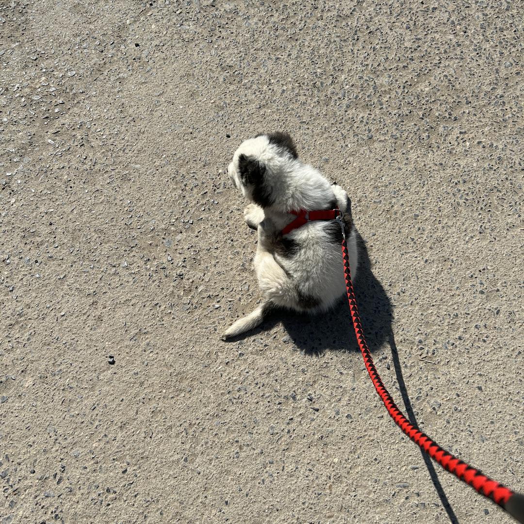 喜欢狗🐶