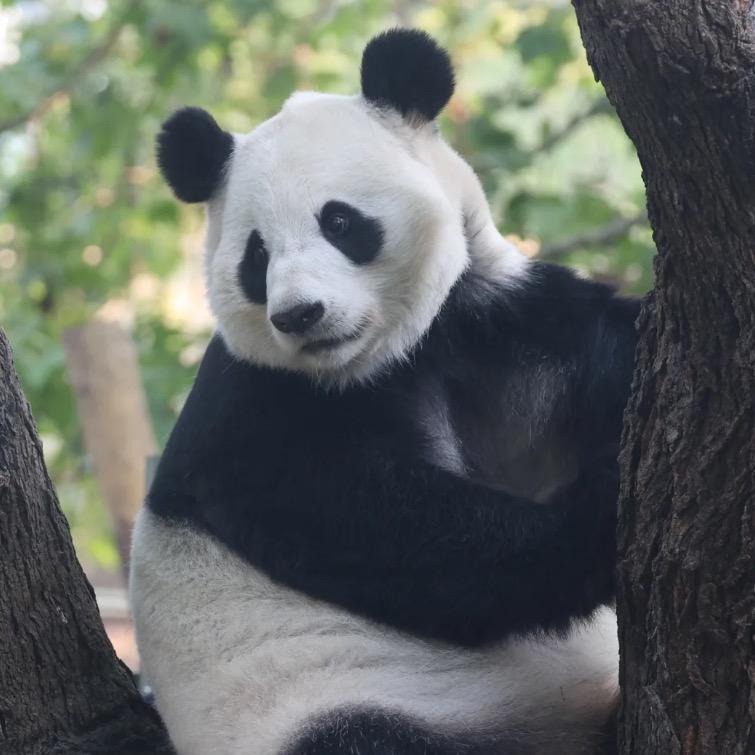 一只胖柯基a