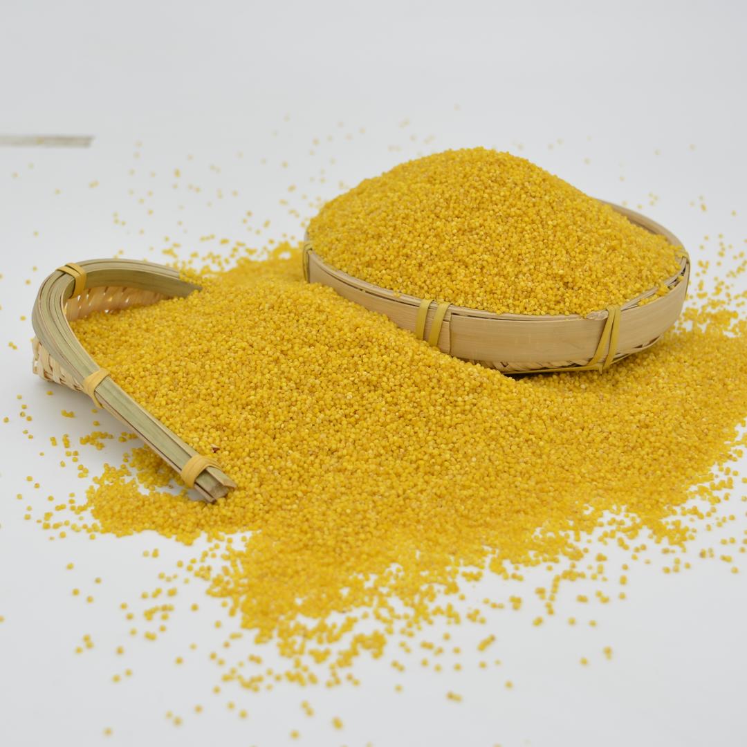 山西农家糯黄小米