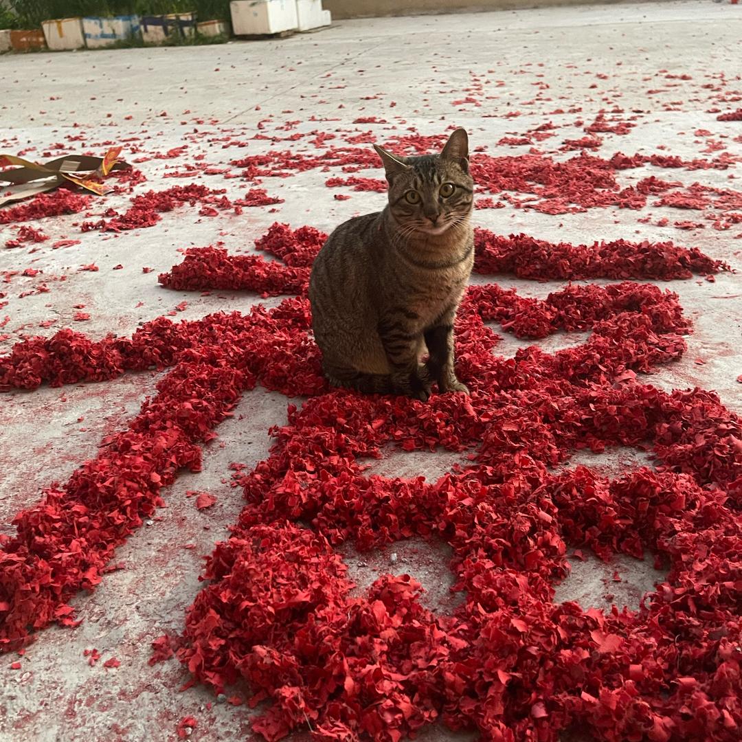 橙子啊🍊