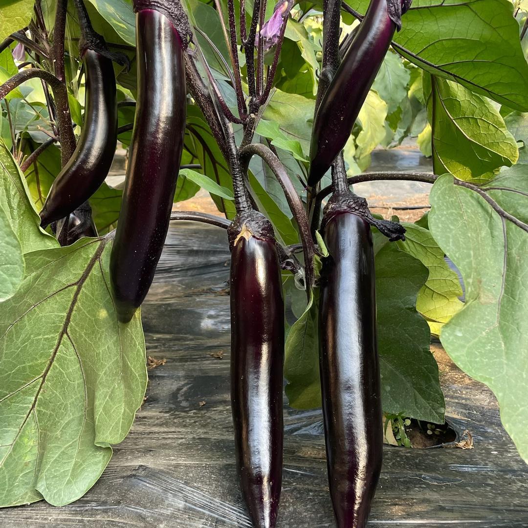 九林农业陈艳红