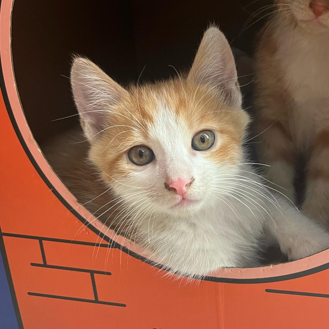 🍭懒～喵喵🐱