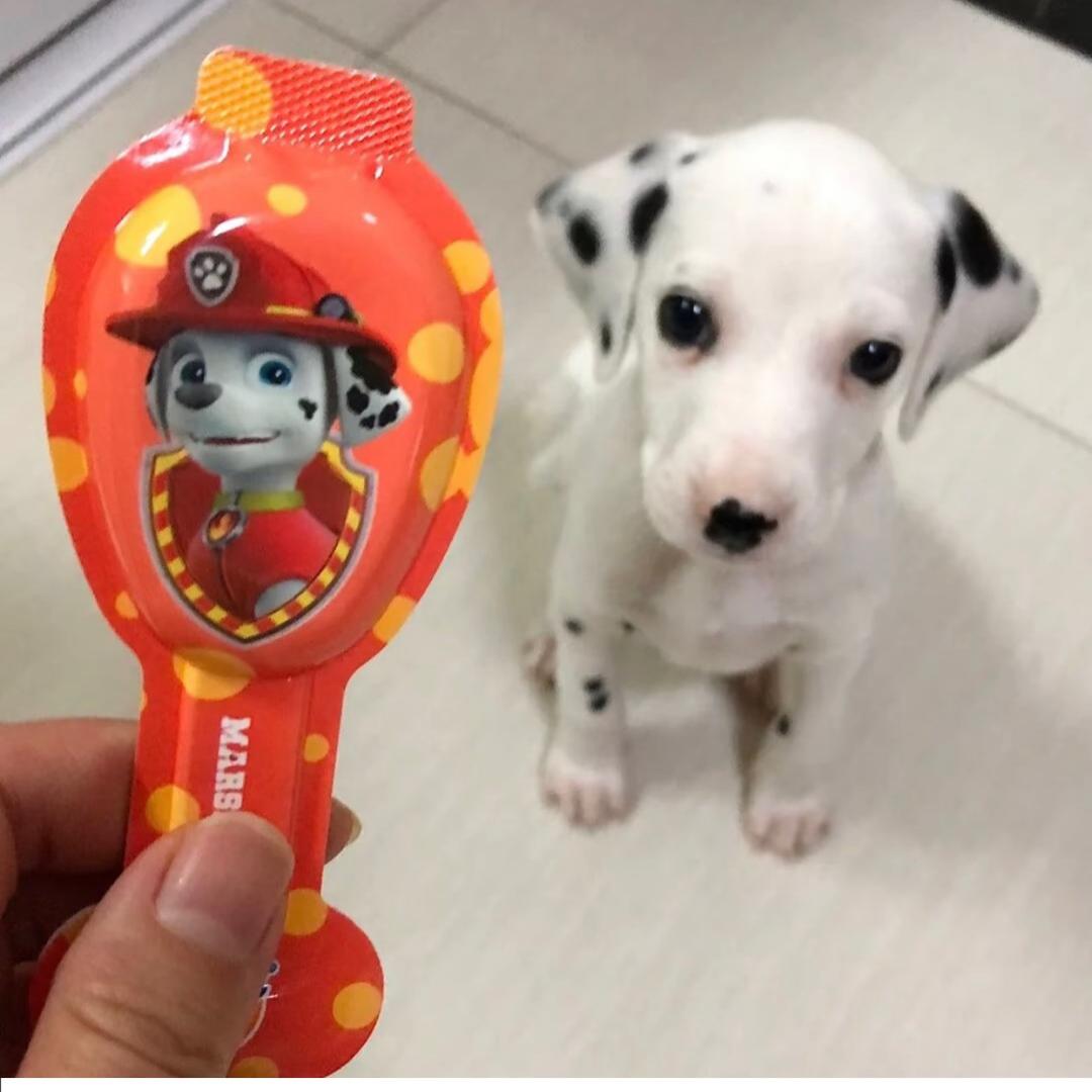 我养的鼠子死了我很伤心