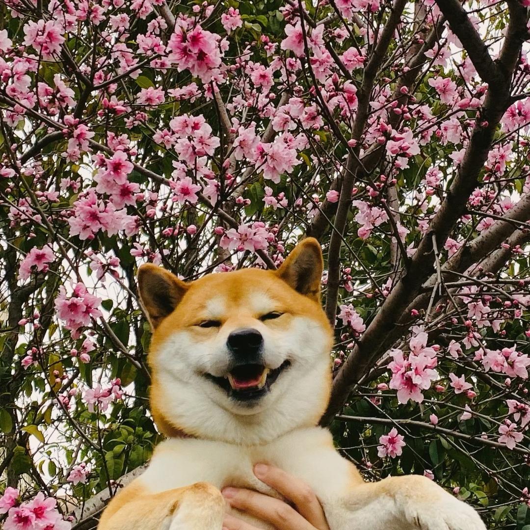 一匹狼狼