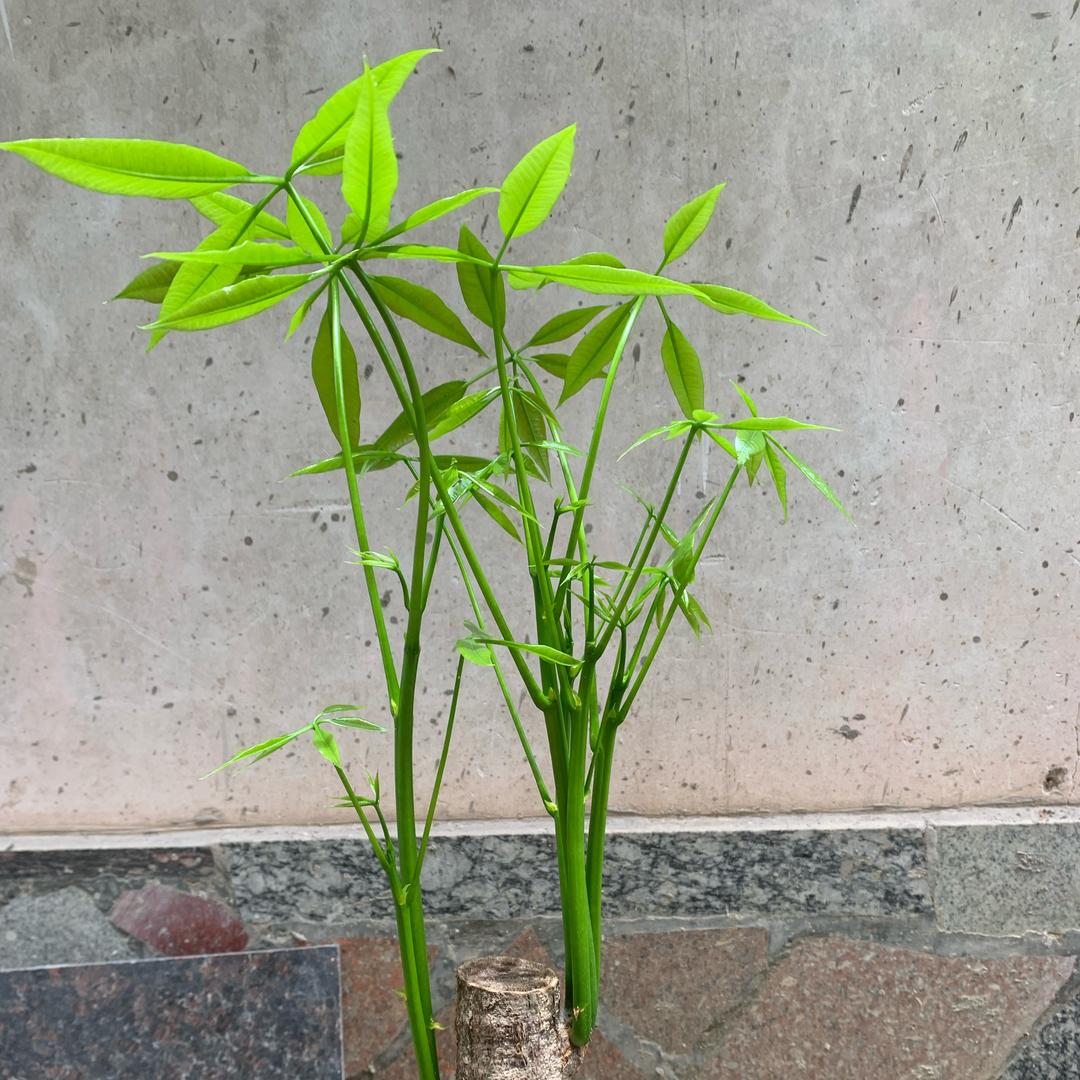 快8冻品雪糕批发