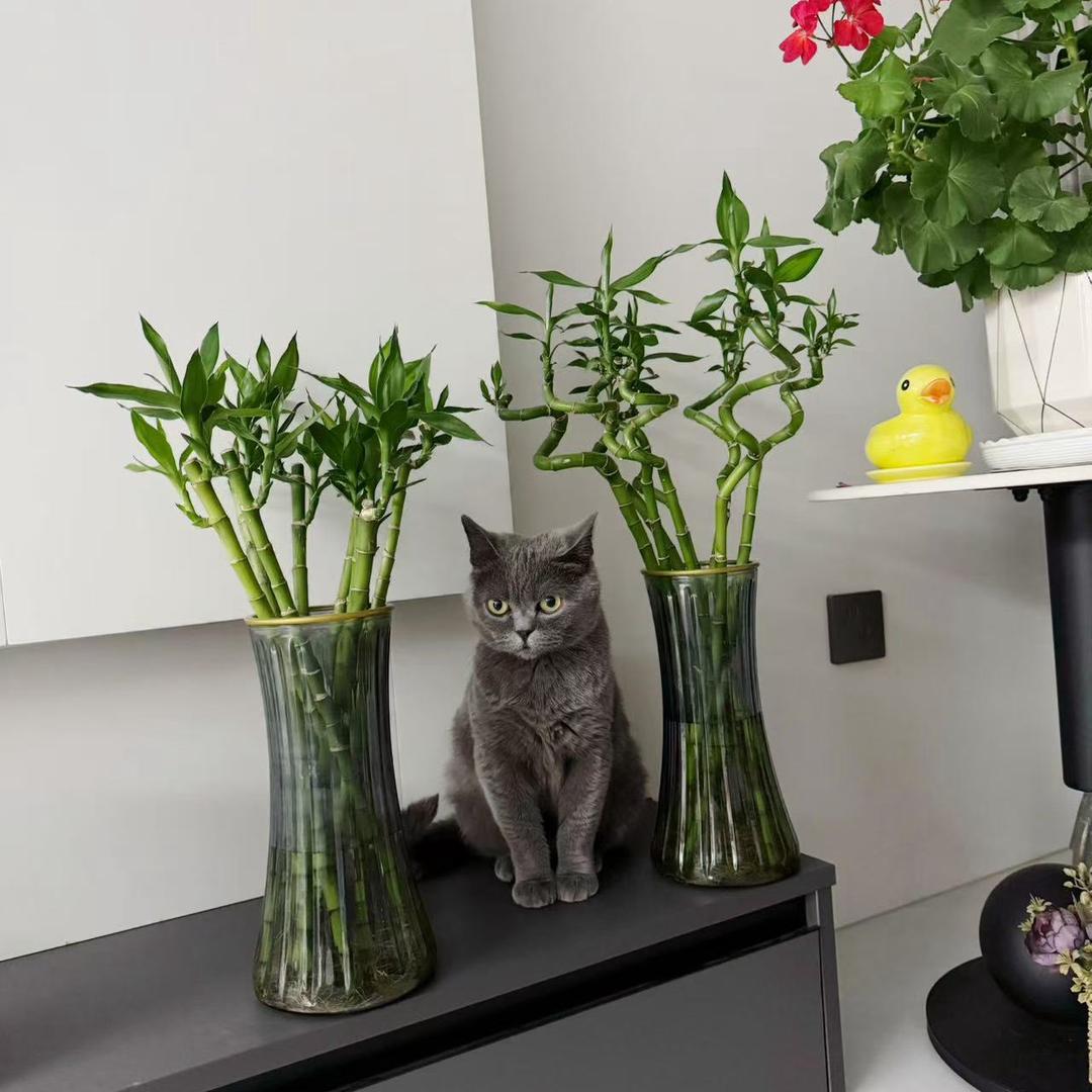 二宝是猫