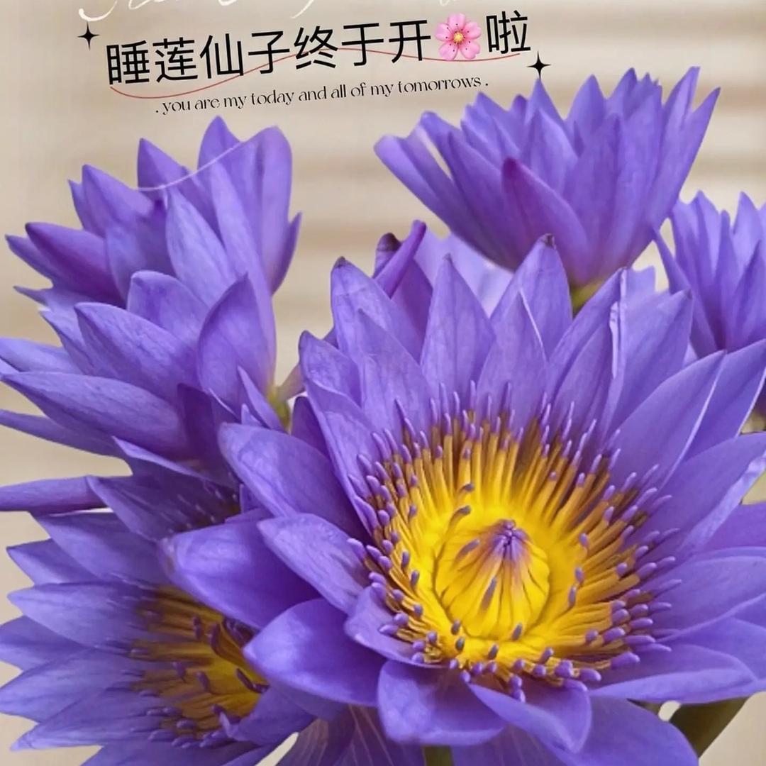 晶晶小店