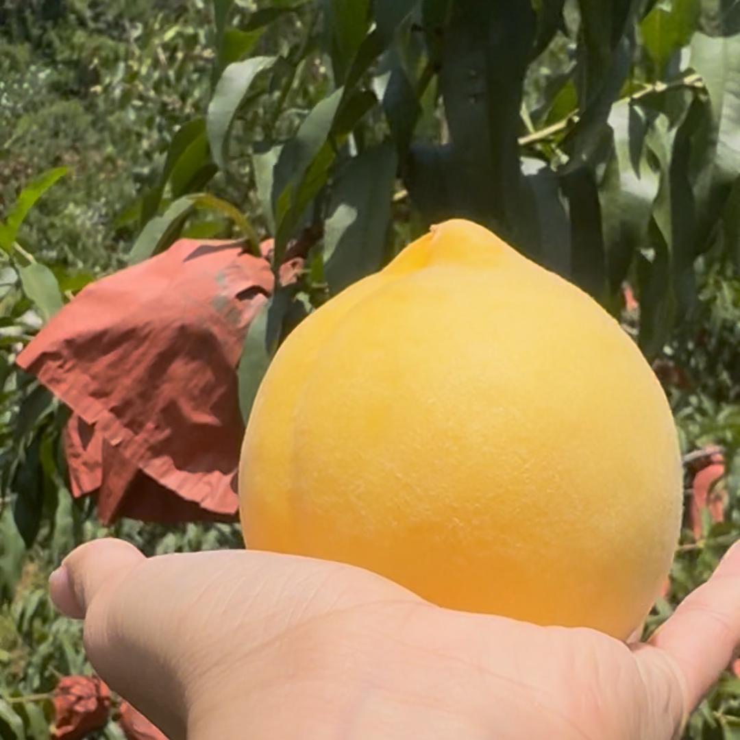 小桃子～，