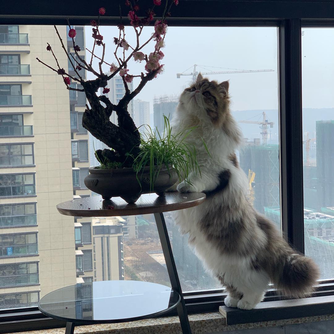 倩景盆景园