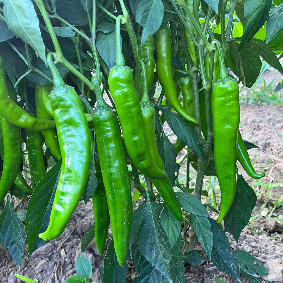 自己种的辣椒