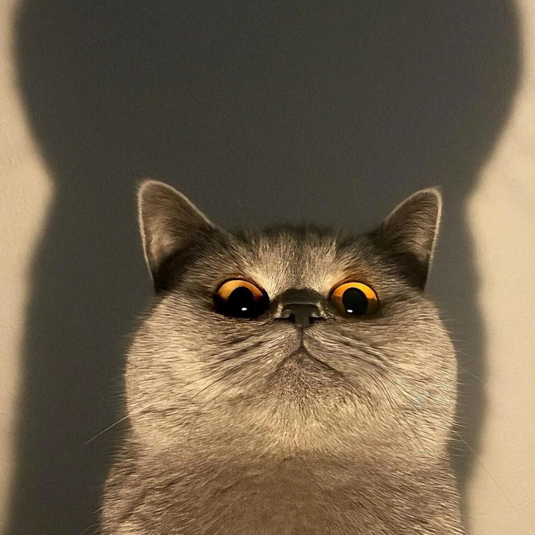 街口猫猫
