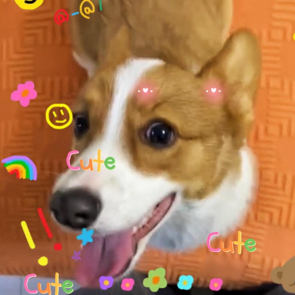 一只菠萝基