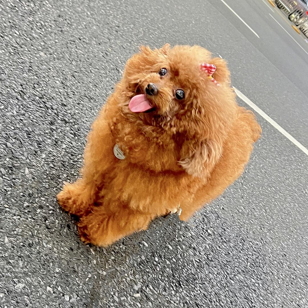 哆哆是只泰迪（蓬松版）