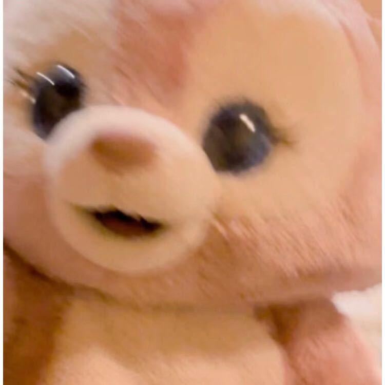 七喵猪