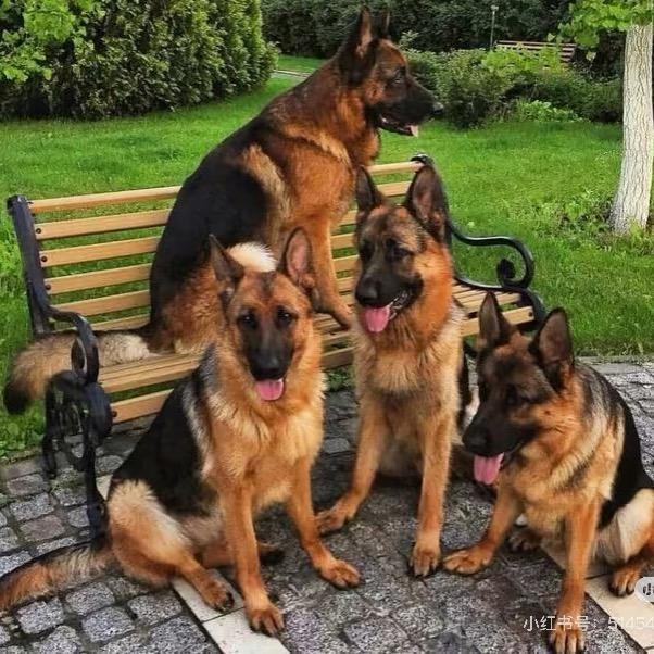 张家界七狼谷德牧繁育基地