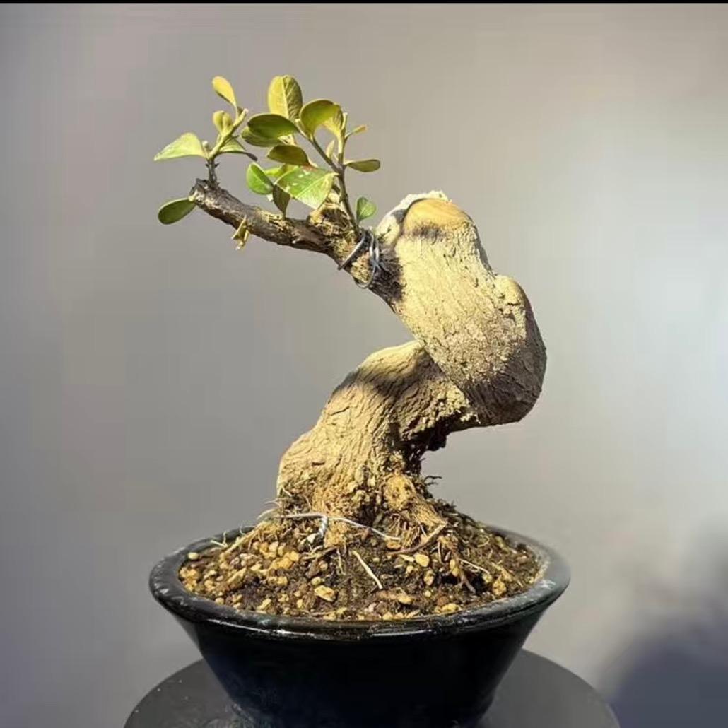 苏秀绿植