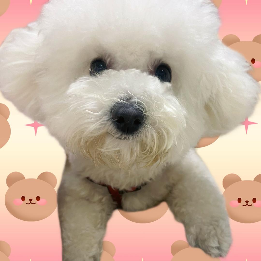 ✨小鸡吃大米🐔