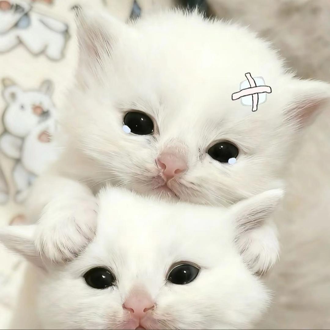 ㅇㅅㅇ