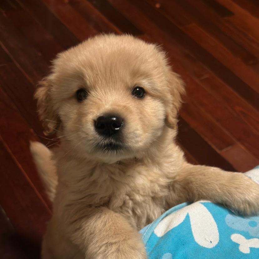 不会飞的🐑