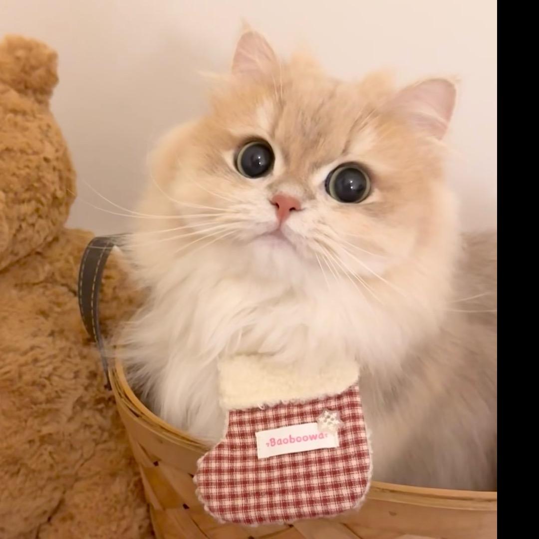 贵阳喵居物语猫舍