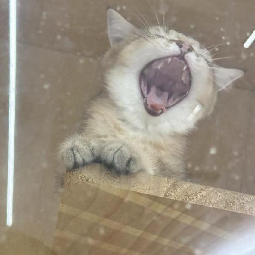 萝卜（快递版）