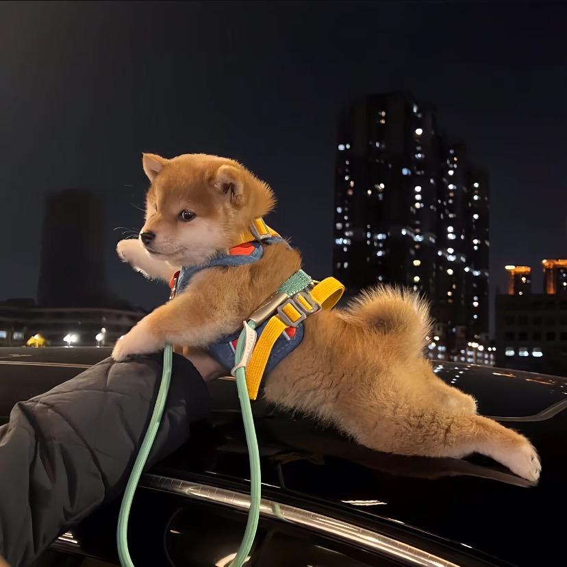 飞翔的猪不落地