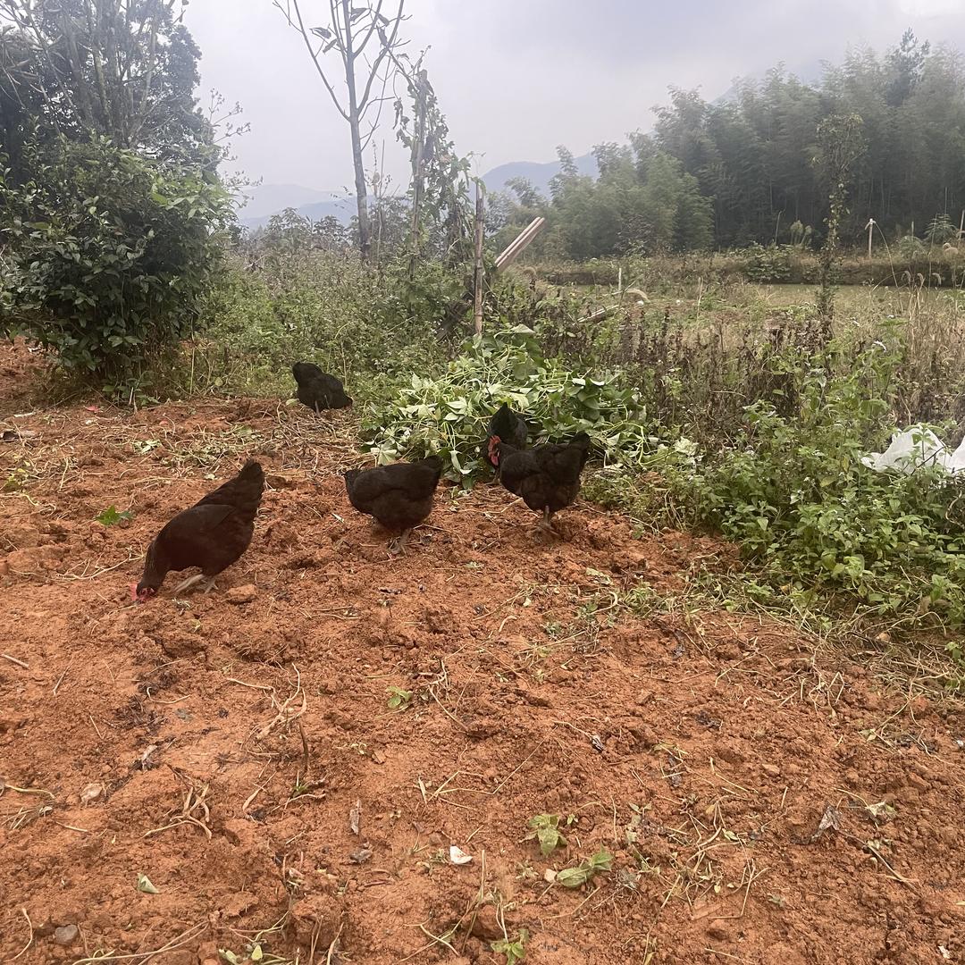 武功山风景名胜区映宏种养农场