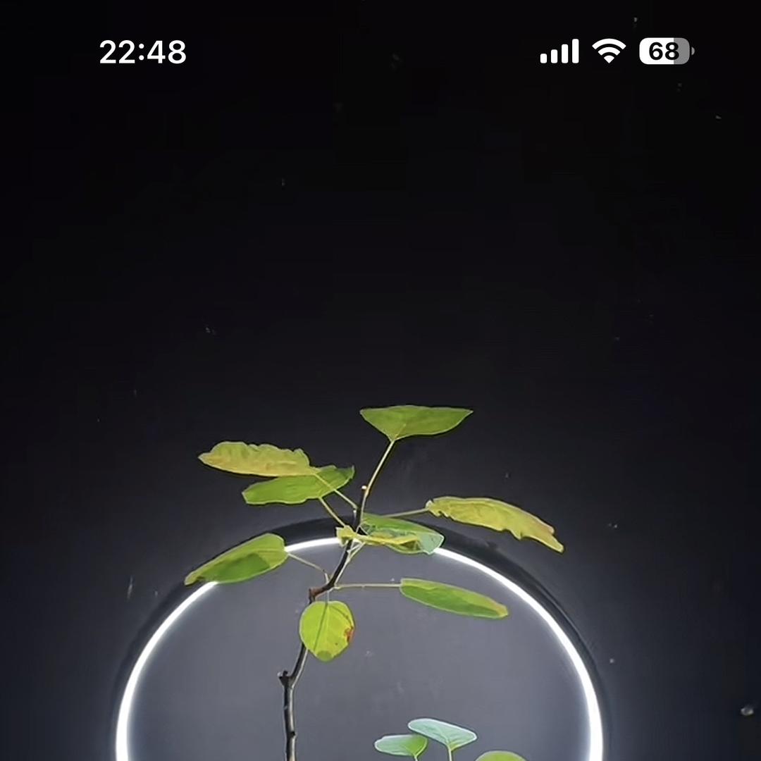 小吕黄栌盆景