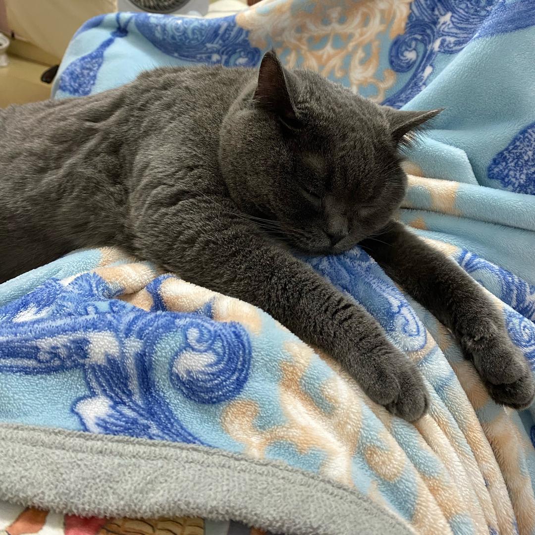 Lucky🐱