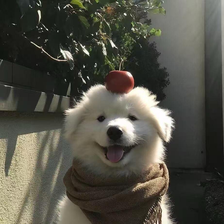 春樱澄.