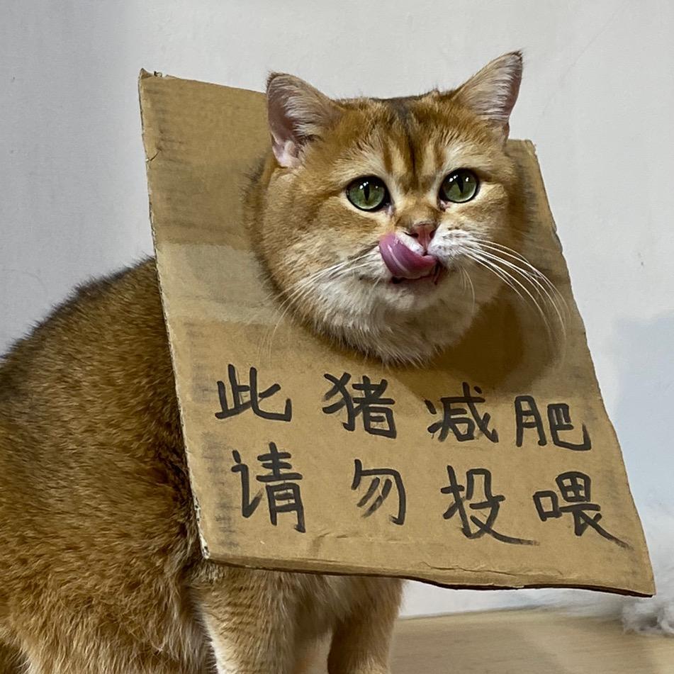 大黄蜂是只猫
