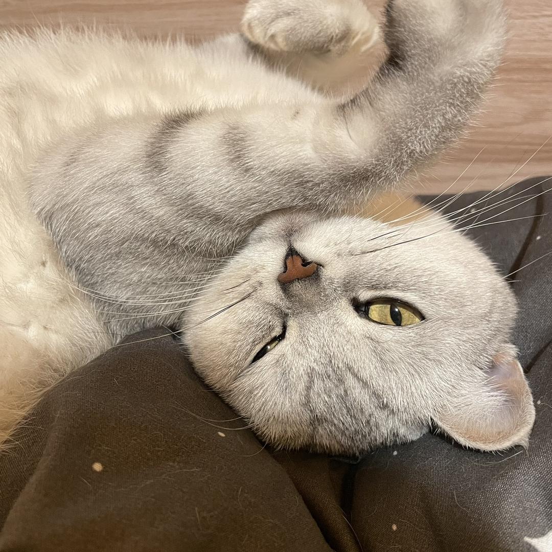 小猫今天吃到了吗