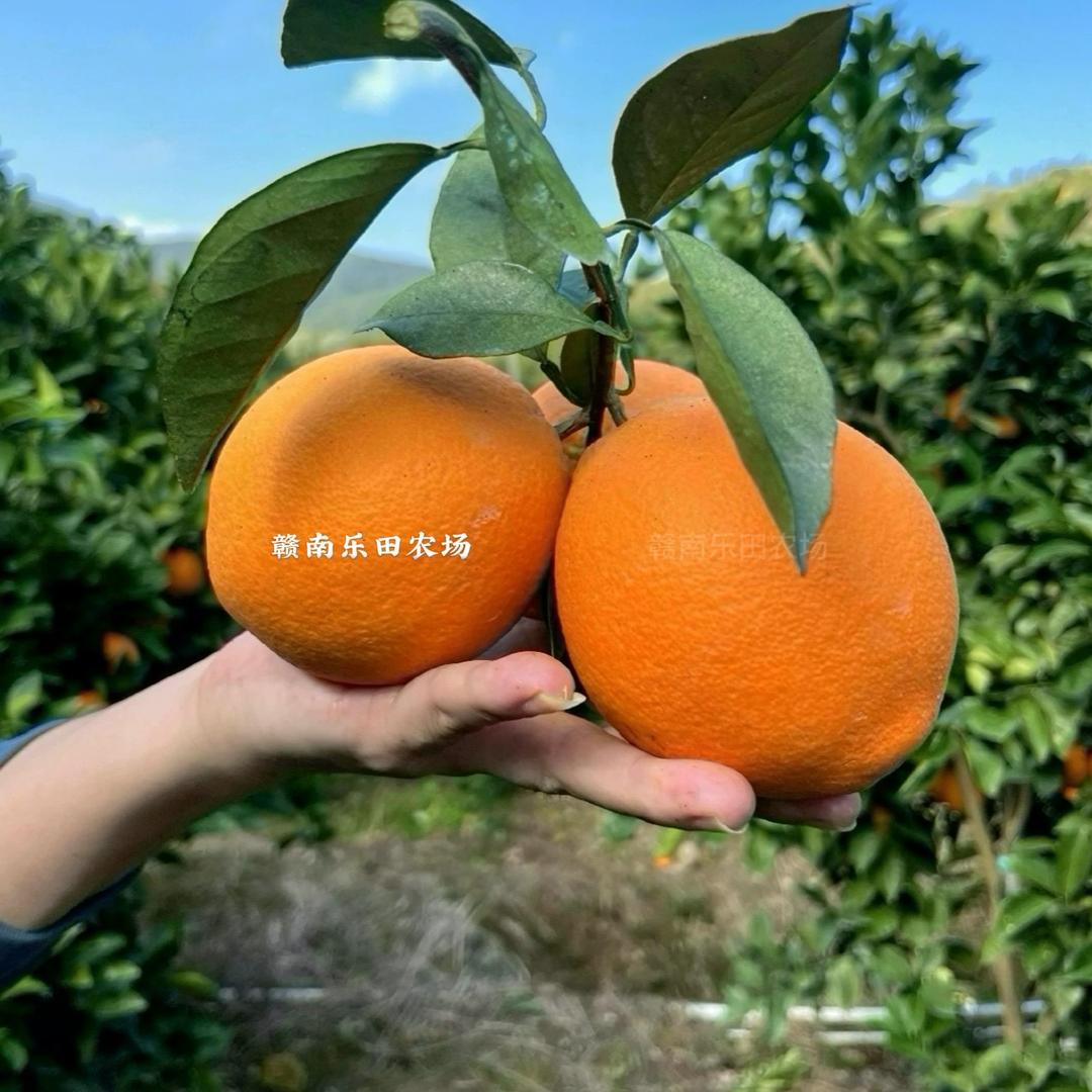 赣南乐田农场