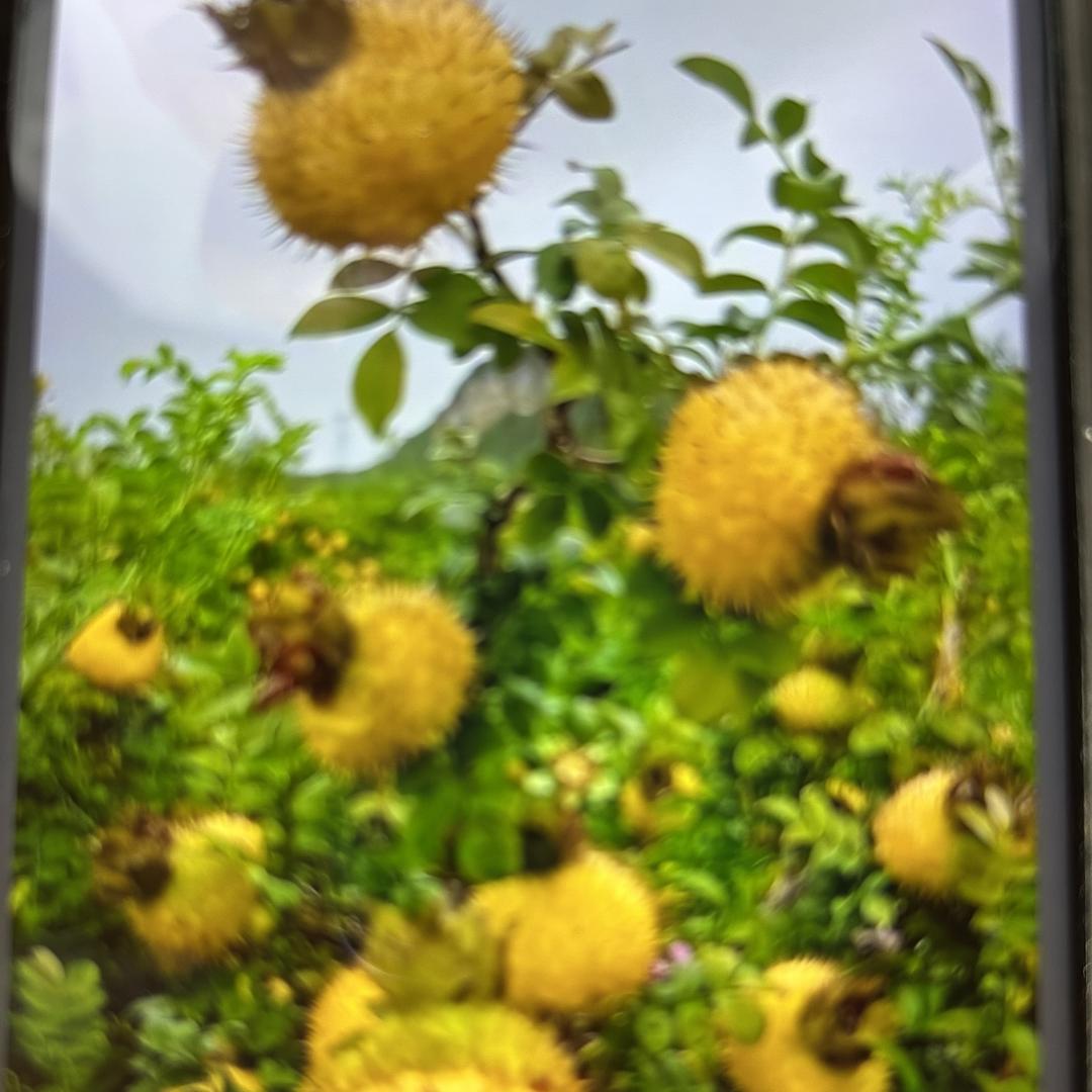 贵定县喜宝商贸行（个体工商户）