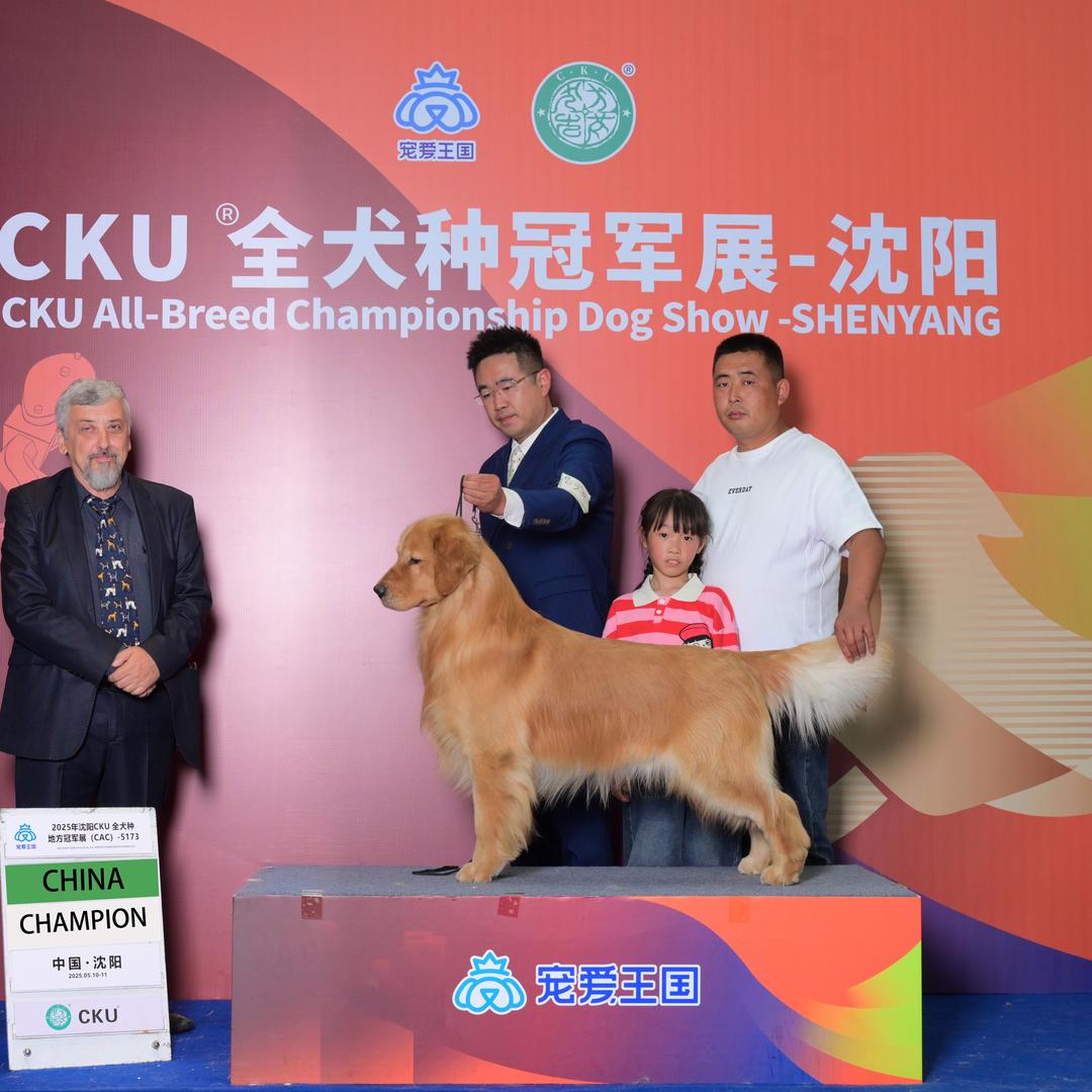 金色一族犬舍（只做纯种赛级金毛）