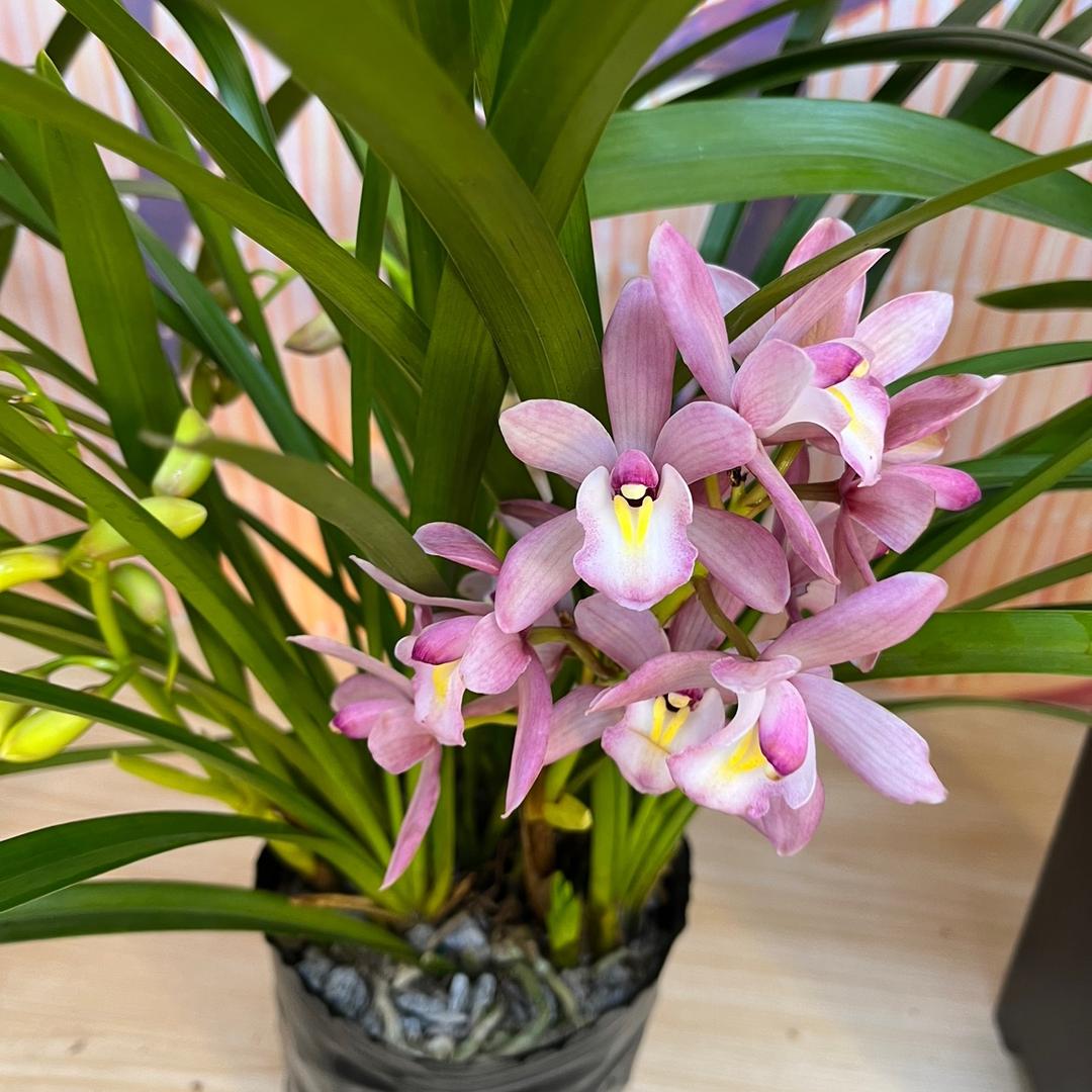 一品花汇