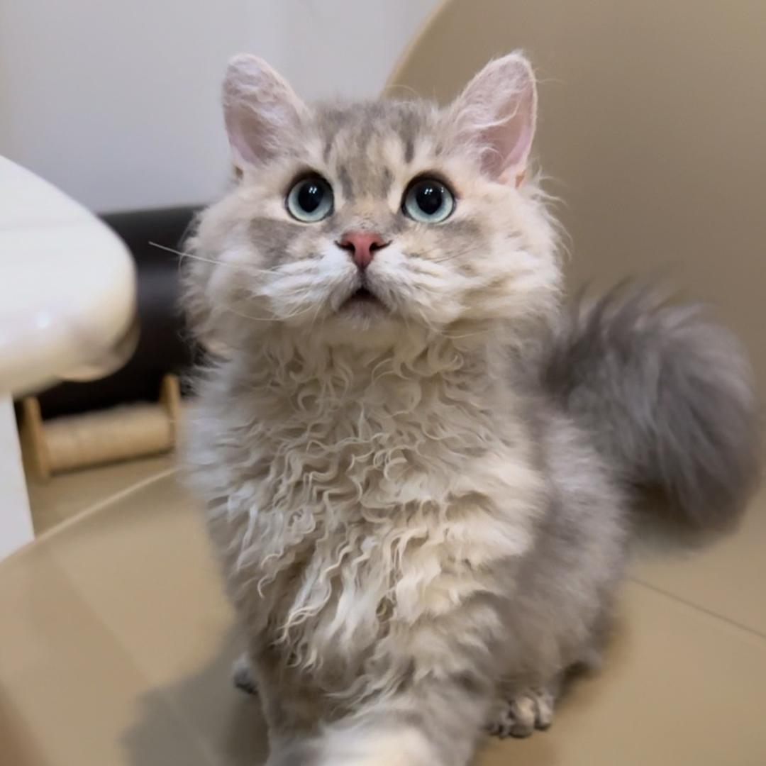 多米是只卷毛猫