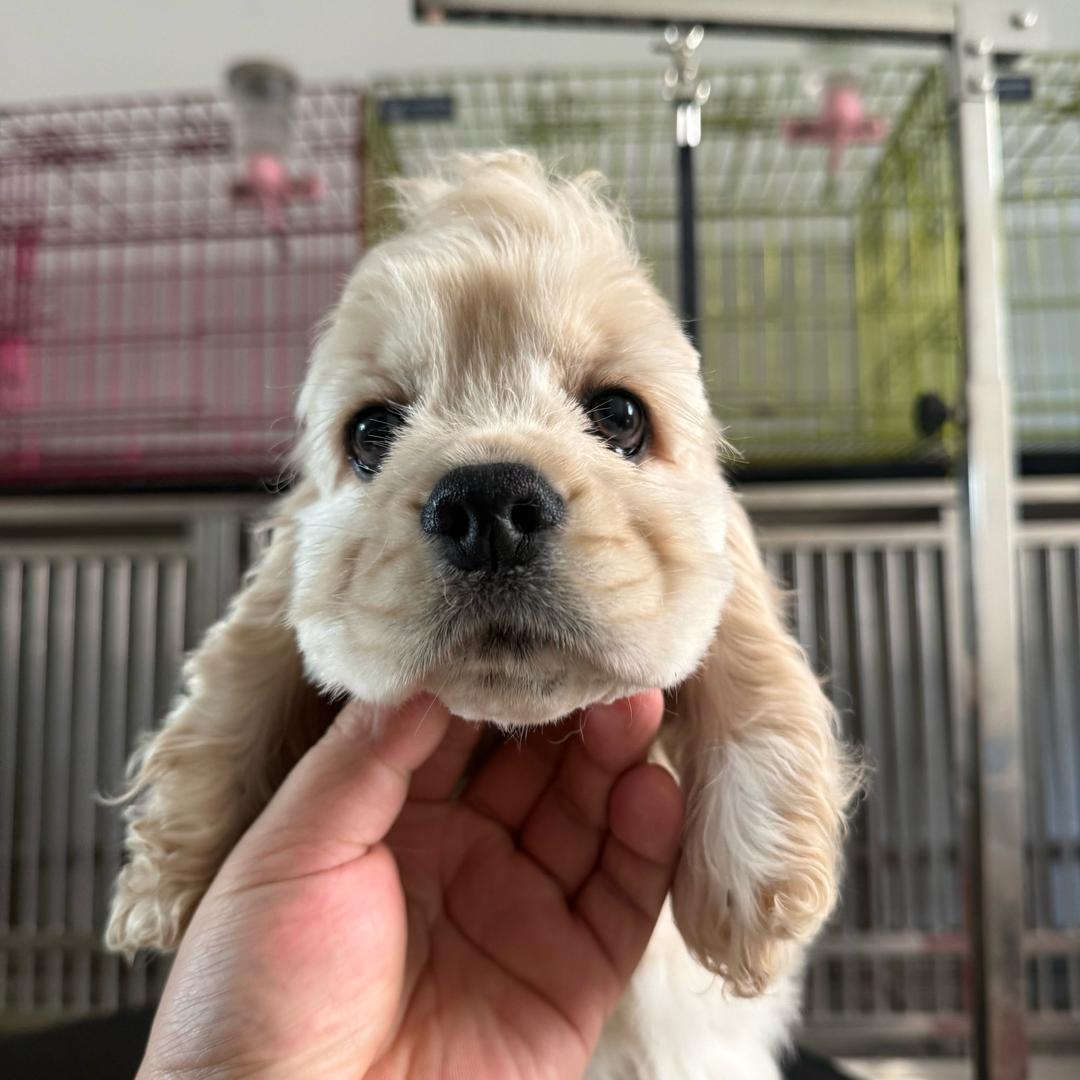 多米家的可卡犬