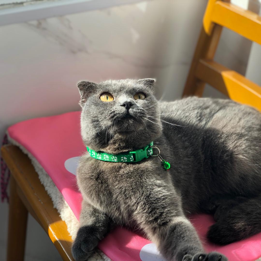 宋小花是只🐱