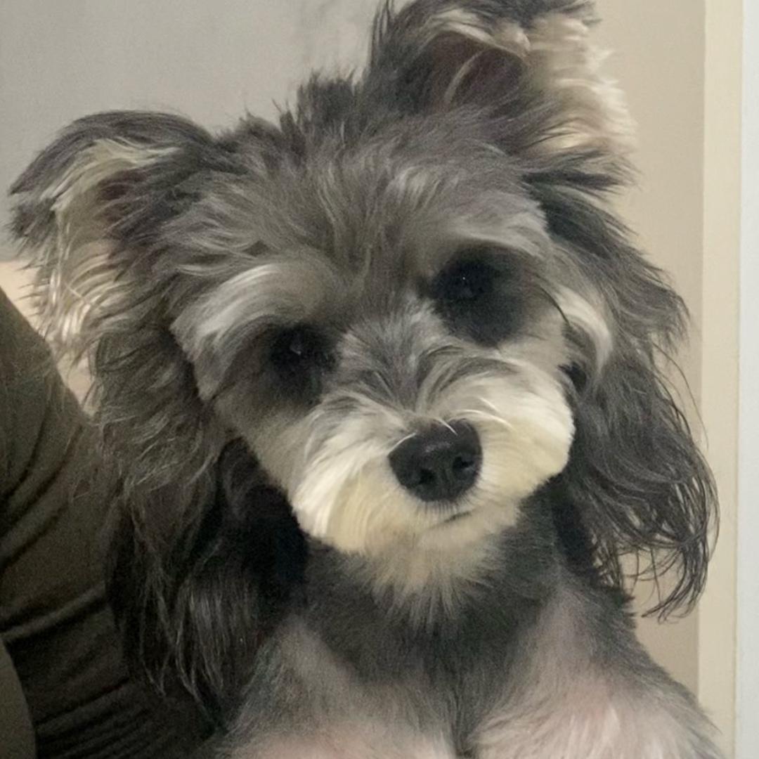 王楚杰杭州毛小豆宠物有限公司