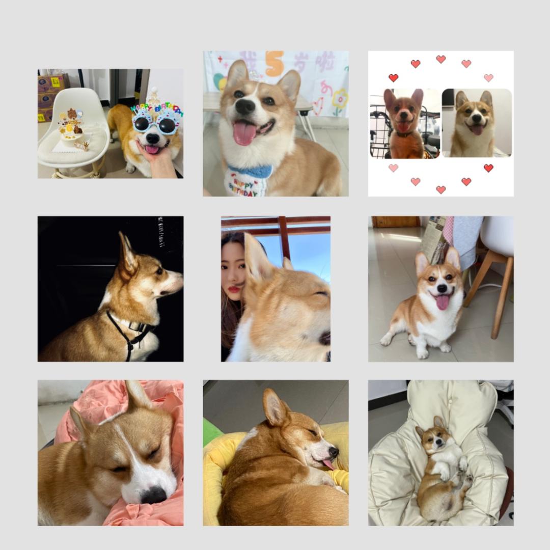 大白家的小短腿