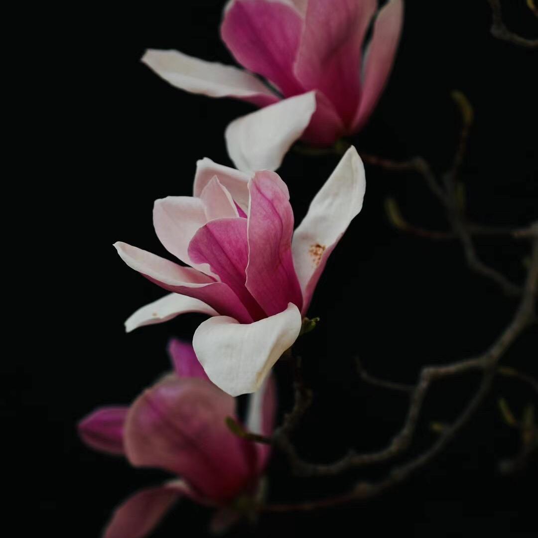 任丘华油养老宋主任