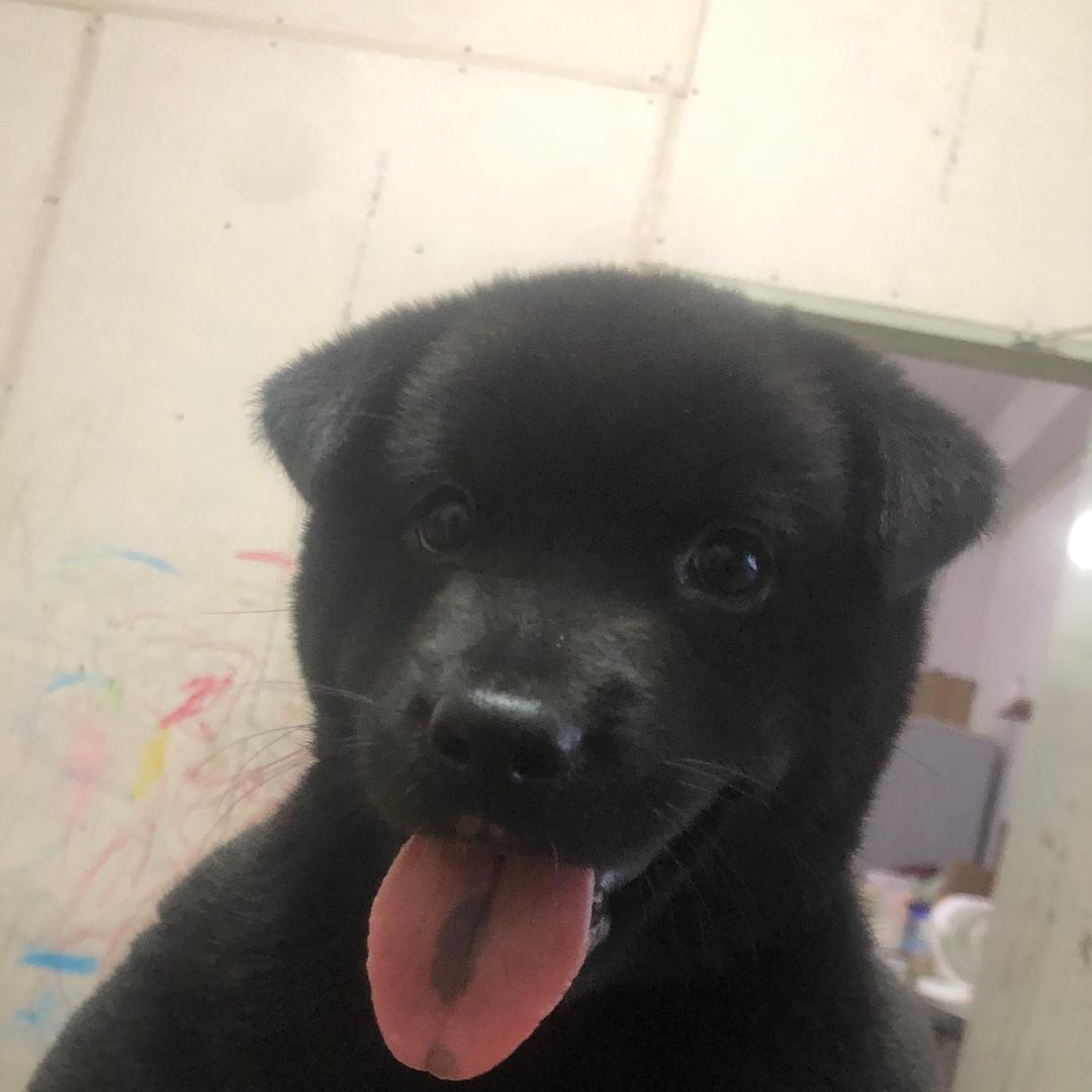 非洲小黑狗历苏