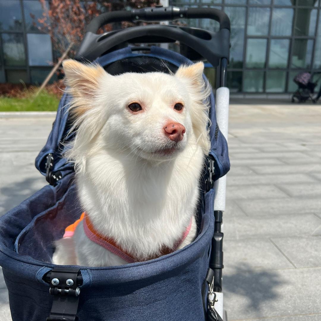 🌈尼古拉斯小公主