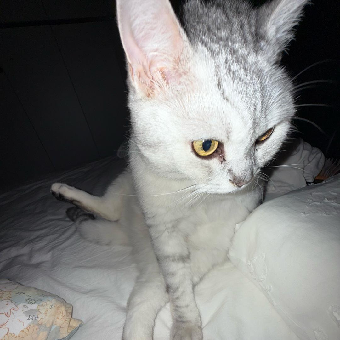 灰灰妈妈